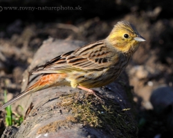 Yellowhammer is one of our year-round occurring species of birds. This flew near to tmy hiding at the edge of the Carpathian forest.