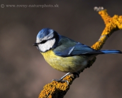 Blue Tit is beautirul bird. Photography captures stunning close-up color in the morning light.