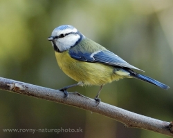 What would be the garden if not entertained throughout the year with the blue tit and great tit.