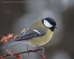 Great tit perhaps the most abundant host of our gardens