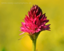 Beautiful flower /Orchid family/, photo from the Austrian Alps.
