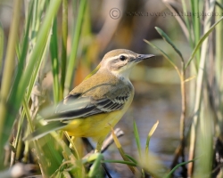 The most colorful of our wagtail. Photo is from oxbow of the Morava river.