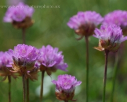 Purple heads flowers of the Alpina trift grow on the alpine meadow mostly in the group and provide the eye and also to the camera quite a special sight.