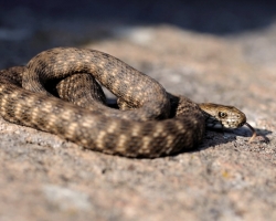 The water snake probably best suits may encounter on the banks of the River Morava.