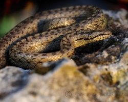 Smooth snake I had no many opportunities to shoot. Belong to our rare reptiles which occures on xerotherm habitats.