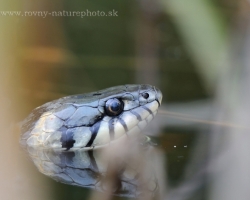 The strict view is one of the largest grass snake, I had the opportunity to photograph. Waiting for prey svouju masked the reed