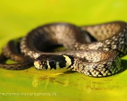 Juvenile of the Grass Snake on the leaf of water lily.