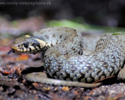 This large grass snake warning sizzle and intimidating camera with violent incursions.