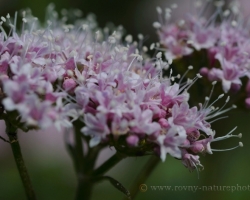 This flower was photographing in the Austrian Alps, I can not assign it a generic name.
