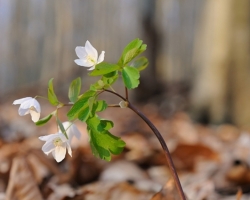 In the spring lurks delicate white anemones as one of the first spring flowers Small Carpathian beech forest.