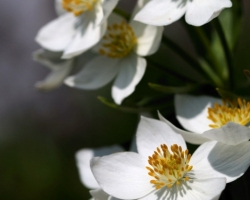 Many a bride would like to pick a bouquet of white flowers these beautiful narcissus-flowered anemone. However, it may remain only in the imagination. Plant is rare and protected. It grows high in the alpine meadows.