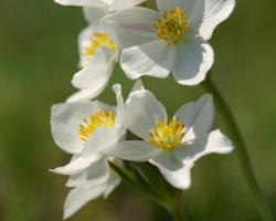 After snowmelt are slopes of Alpine meadow white of this tender white flowers. Photo comes from Schneeberg Mountain