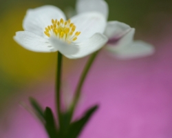 White Narcissus anemone and yellow and pink colors of Dwarf Yellow Cinquefoil and Moss Campion in the background.