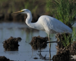 Carefully placed white egret legs into the water be invisible for its prey.