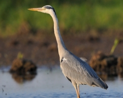 Grey Heron in the early evening light at a shallow oxbow of the Morrava river.