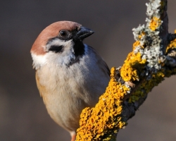 Also tree sparrow has its charm.