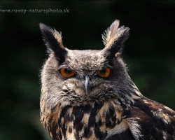 Picture of the falconry headed Eurasian Eagle-owl.