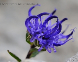 Julian Alps flora is very varied and also a interesting mountain Round-headed Rampion, which can also be found in our mountains.
