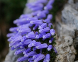 This interesting little Zoi's Bellflower in dense clusters mainly on the bare rocks, as it captures the photo. Thus it can only be found in the Julian Alps.