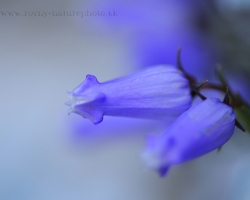 This interesting little rock Zois' Bellflower can be seen in the wild only in the Julian Alps, where it cames from also my photography.