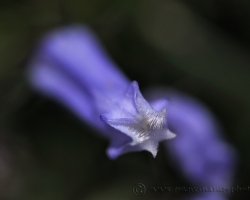 An interesting detail of Zoi's Bellflower. Small gentle flower looks quite toothed.