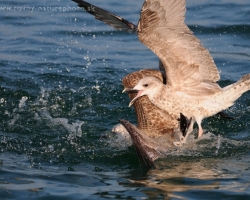 Heming-Gull I shot over 29 IFWP Congress on Lac Leman