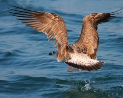Heming-Gull I shot over 29 IFWP Congress on Lac Leman