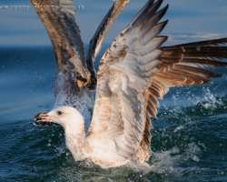 Heming-Gull I shot over 29 IFWP Congress on Lac Leman