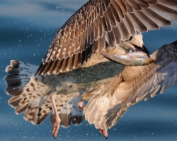 Heming-Gull I shot over 29 IFWP Congress on Lac Leman