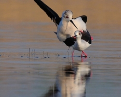 Name Ballet of love me best fits this picture when couple of Black-winged Stilt danced in an embrace in the shallow waters of Lake Neusiedl.
