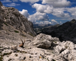 Ibex and his kingdom as far as the eye can see