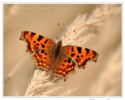 This is my favorite picture. This comma butterflay perfectly much with color to the environment of high dry grass and is quite contrast to surounding without distractions.