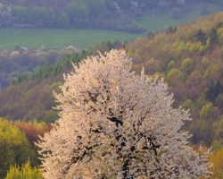 Rozkvitnutá čerešňa na zelej lúke predhoria Bielych Karpát, ako vznešený posol jari