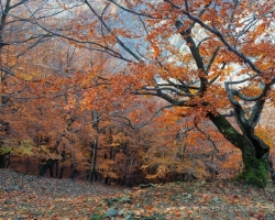 Beeches on this ridge have an uneasy existence, destroyed by wind and thunder