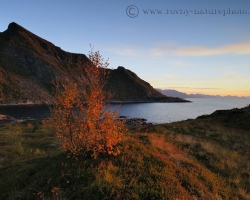 Birch first touches of dawn embrace across the Atlantic.