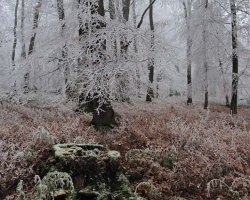 The First cold night scattered lace on autumnal beech forest.