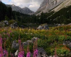 Beautiful long valley filled with flowers and beautiful scenery