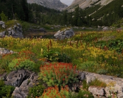 The compositions of flowers dominate this beautiful valley