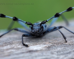 Portrait of a male winner in the battle for the favor of female.