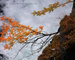Rock sprinkled with gold birch leaves and fiery rowans decorate the canyon walls in Abisko National Park.