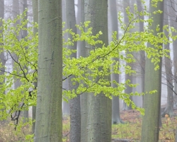 The first spring leaves in beech forest developed only shyly it´s beauty.