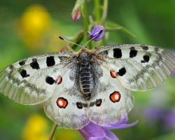 Fotografia zachyáva tohto krásneho motýľa na zakvitnutej lúke v Tyrolských Alpách.