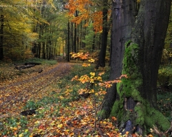 Melancholy of autumn trails in the Male Karpaty mountain