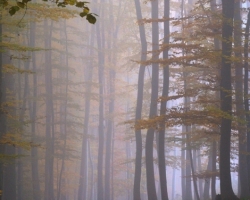 S príchodom jesenných hmiel sa v lese rozhostilo zádumčivé ticho.