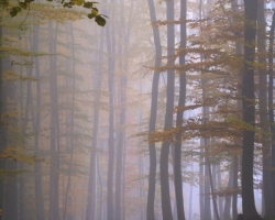 Forest silence