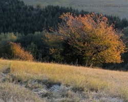 Oheň v listoch a ľad pri nohách, to je kontrast a rovnováha chladných jesenných rán.