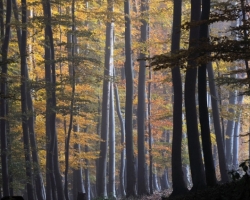 A could autumn morning in the beech.