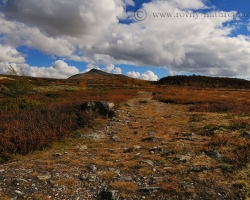 Red crops of blueberries and cranberries changed with white woven pillows lichens lead paths and rocky trails.