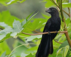 Interesting black bird with a large beak of the family Cuculidae inhabiting the Caribbean.