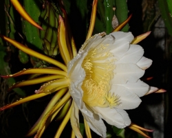 These night blooming cacti growing in Richmond Vale Academy next to our accommodation. We were lucky in one night bloomed its nearly 30 cm large flowers. We had the opportunity to sample their fabulous highly prized fruit.